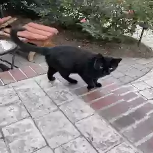found unknown cat unknown